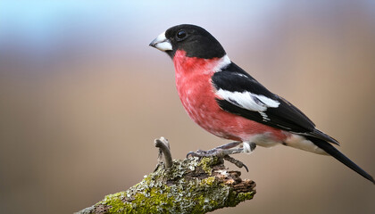 Obraz premium Rose Breasted Grosbeak Pheucticus Ludovicianus Bird Wildlife Photography