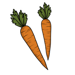 carrots and carrot orange vegetable vector