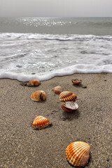 Waves gently roll onto shells scattered along the sandy seashore, creating a peaceful coastal scene.
