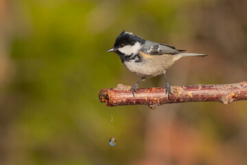 Coal Tit standing on a dripping branch