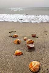 Waves gently roll onto shells scattered along the sandy seashore, creating a peaceful coastal scene.
