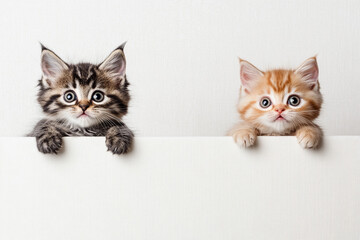 Front-facing kitten and chick expressions floating on white canvas 32k, full ultra hd, high resolution