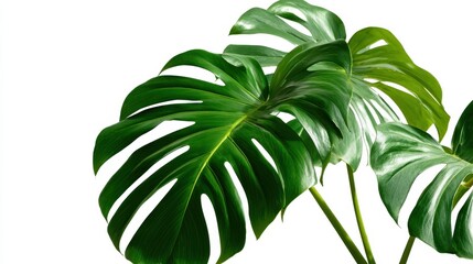 Two large green leaves of a plant. The leaves are touching each other. The leaves are green and have a shiny surface