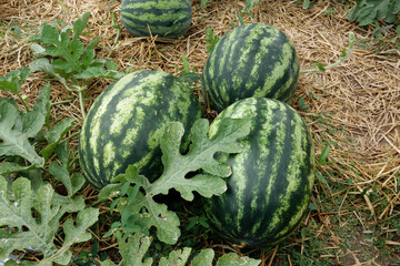 Fresh watermelon growing on plantation
