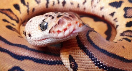 Obraz premium close up of a snake