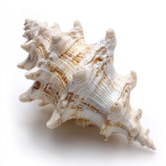 Obraz premium Closeup Image Of Beautiful Seashell On White Background