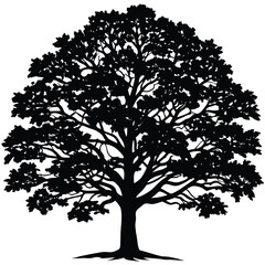 Detailed black and white silhouette of a mature oak tree with intricate branches and leaves © SHAHNAZ