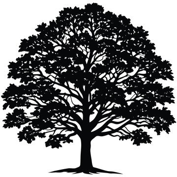 Detailed black and white silhouette of a mature oak tree with intricate branches and leaves
