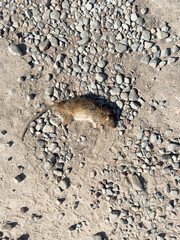 Dead brown rat on a gravel surface outdoors. Concept of urban wildlife, pest control, environmental issues, death, and public health hazards.