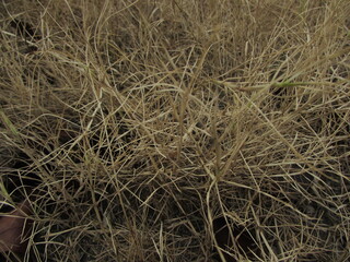 dry grass in the wind