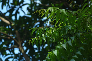 Feathery Green Leaves and Branches Reaching Towards the Blue Sky in Sunlight

