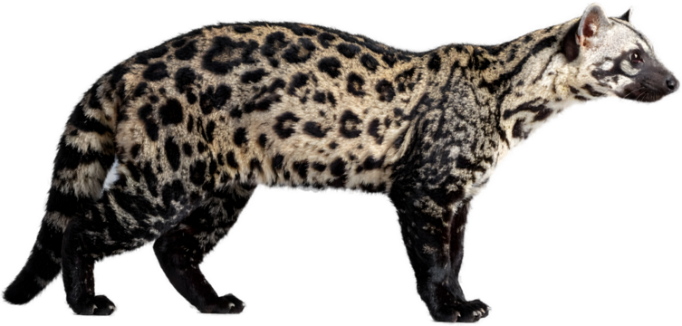 A sleek Indian civet (Viverra zibetha) with a striking spotted coat stands in a side profile pose against a plain grey background for studio animal photography.