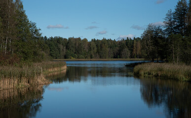 Obraz premium Calm lake surrounded by reeds and forest under a clear blue sky, reflecting trees and clouds on the water surface.
