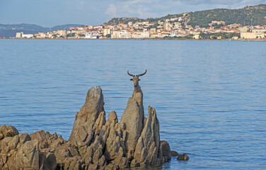 Capra selvatica a Caprera, Sardegna