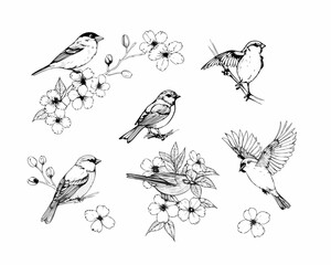Collection of hand drawn sparrows and cherry blossoms in sketch style