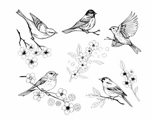 Collection of hand drawn birds perched on blooming branches