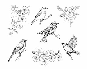 Collection of hand drawn birds and flowers in sketch style