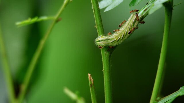 Closeup realtime video shows Crematogaster ants interacting with a Lycaenid butterfly caterpillar in their natural environment during monsoon in Himachal Pradesh.