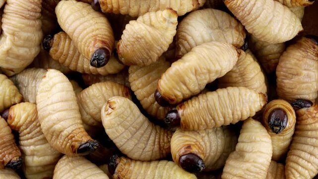 flat lay closeup raw pile of Asian red palm weevil larva sago worm rotate rotation video footage background