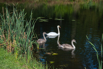 White swan with three gray cygnets swimming in a calm pond surrounded by reeds and lily pads on a sunny day
