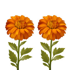 Two vibrant orange gerbera daisies with green stems and leaves on a plain background.