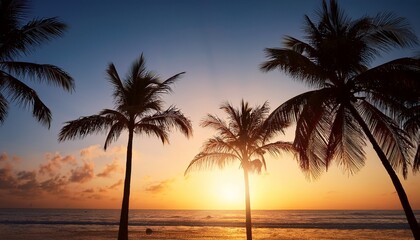palm trees in sunlight silhouette