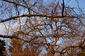 intertwining of branches in the sky