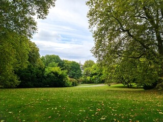 Park landscape with scattered autumn leaves on green grass