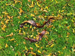 Naklejka premium Autumn seed pods on green grass with fallen leaves