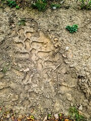 Tire track impression on muddy dirt ground