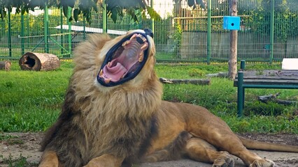 Lion yawning showing fangs and open mouth