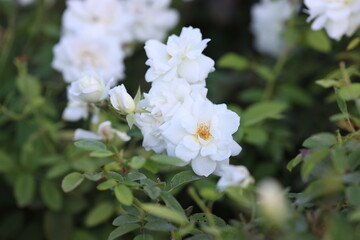 Close-up of delicate white roses in full bloom with lush green foliage
