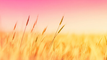 Fototapeta premium Autumn Wheat Ears