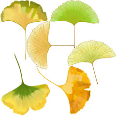 Collection of Autumn Ginko Leaves element digital Illustration