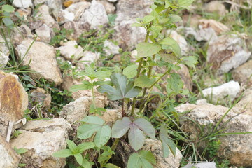Jatropha gossypiifolia, also known as bellyache bush, is a tropical shrub with red flowers and medicinally valuable toxic sap.