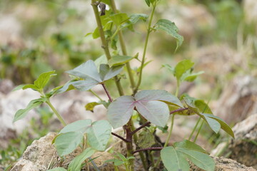 Obraz premium Jatropha gossypiifolia, also known as bellyache bush, is a tropical shrub with red flowers and medicinally valuable toxic sap.