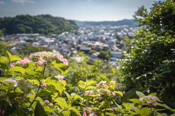 Pink hydrangea flowers blooming with blurred town and hills in background
