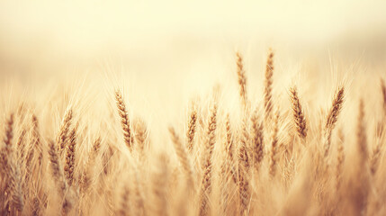 Naklejka premium Autumn Wheat Ears