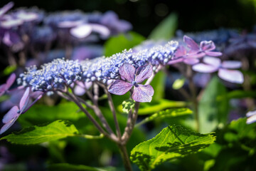 Purple hydrangea flowers blooming in garden with green leaves in sunlight