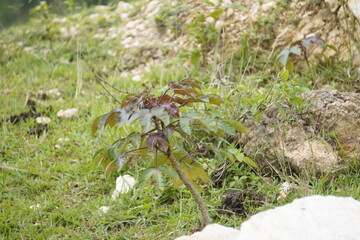 Jatropha gossypiifolia, also known as bellyache bush, is a tropical shrub with red flowers and medicinally valuable toxic sap.