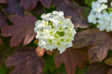 White viburnum flower blooming in garden with autumn leaves background