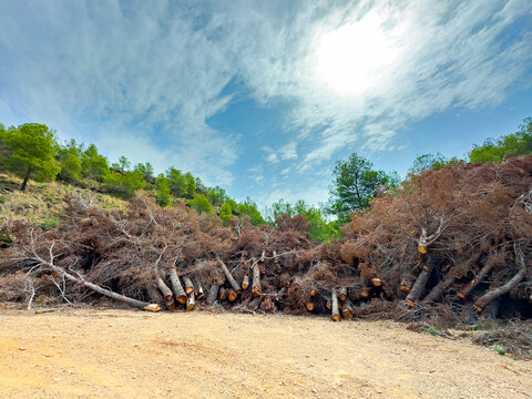 Lumber stacked in a clearing under a bright sky in a forested area during midday shows the aftermath of recent logging activities