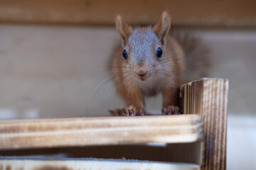 Close-up of a baby squirrel pet on a squirrel feeder at home
