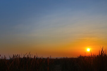 Fototapeta premium Sunset at rice field on village