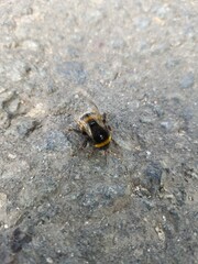 bumblebee crawls along the road