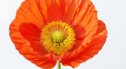 Closeup of a vibrant orange poppy flower isolated on white background