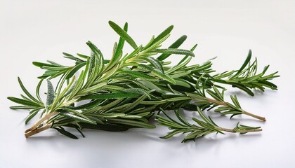 Fototapeta premium rosemary on white background