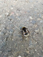 bumblebee crawls along the road