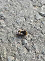 bumblebee crawls along the road