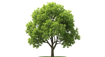 Fototapeta premium A lush green deciduous tree isolated on a white background, showcasing its full foliage and sturdy trunk